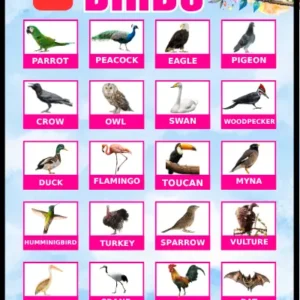 20 Birds educational poster for kids – colorful visual chart showing real photos of 20 birds including parrot, peacock, eagle, pigeon, crow, owl, swan, woodpecker, duck, flamingo, toucan, myna, hummingbird, turkey, sparrow, vulture, pelican, crane, junglefowl, and bat, by Kids Book Library