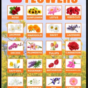 20 Flowers educational display board for kids – real photo vocabulary chart showing rose, sunflower, lotus, hibiscus, jasmine, marigold, daisy, lavender, orchid, plumeria, tulips, carnation, daffodil, rosemary, anthurium, bougainvillea, lily, gardenia, iris, and camellia with bold labels, by Kids Book Library