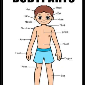 Body Parts educational poster for kids – labeled diagram of a cartoon boy showing 15 human body parts including head, hair, eye, ear, nose, mouth, neck, shoulder, chest, arm, navel, hand, fingers, knee, leg, and foot, by Kids Book Library